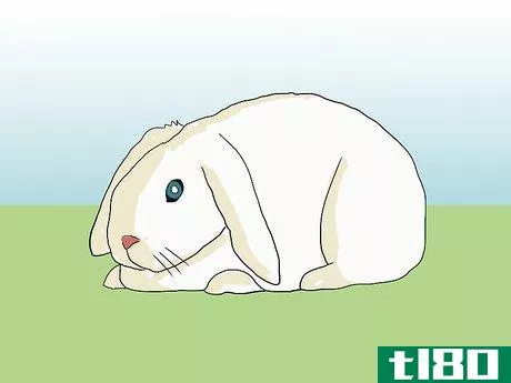 Image titled Help an Overweight Rabbit Lose Weight Step 3