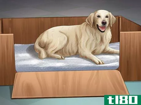 Image titled Help Your Dog After Giving Birth Step 2
