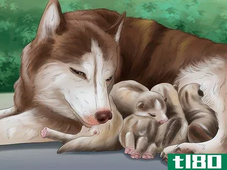 Image titled Help Your Dog After Giving Birth Step 16