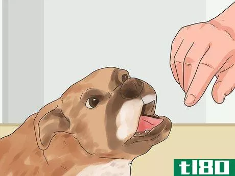 Image titled Stop a Boxer Dog from Biting Step 1