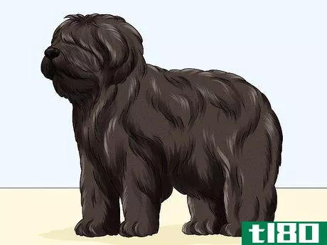 Image titled Identify a Briard Step 8