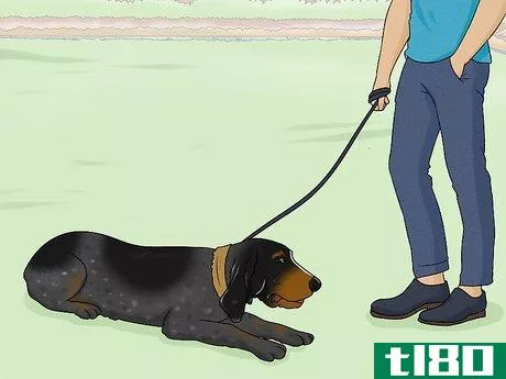 Image titled Identify a Bluetick Coonhound Step 16