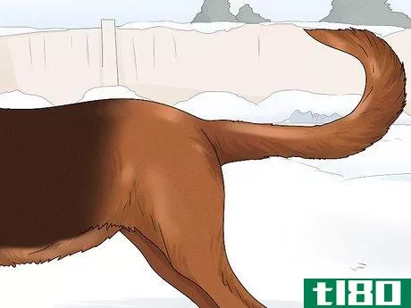 Image titled Identify a Bloodhound Step 5