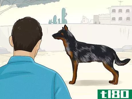 Image titled Identify a Beauceron Step 10