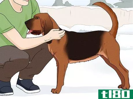 Image titled Identify a Bloodhound Step 8