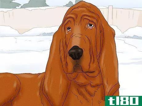 Image titled Identify a Bloodhound Step 11