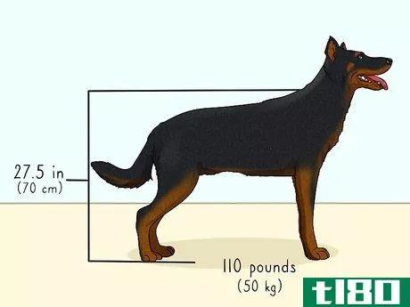 Image titled Identify a Beauceron Step 1