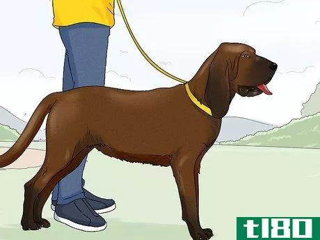 Image titled Identify a Bloodhound Step 13