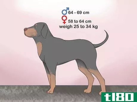 Image titled Identify a Black and Tan Coonhound Step 2