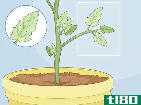 Image titled Identify Tomato Plant Diseases Step 2