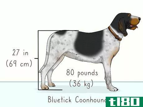 Image titled Identify a Bluetick Coonhound Step 1