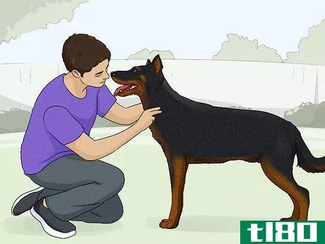 Image titled Identify a Beauceron Step 6