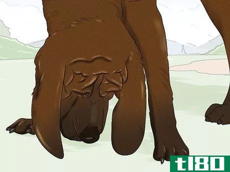 Image titled Identify a Bloodhound Step 14