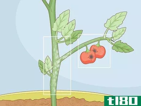 Image titled Identify Tomato Plant Diseases Step 6