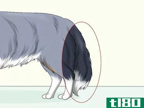 Image titled Identify a Border Collie Step 5
