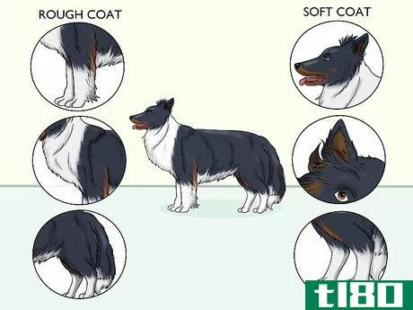 Image titled Identify a Border Collie Step 7