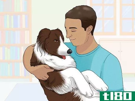 Image titled Identify a Border Collie Step 13