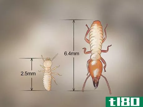 Image titled Identify Termite Larvae Step 3