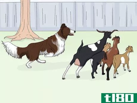 Image titled Identify a Border Collie Step 14