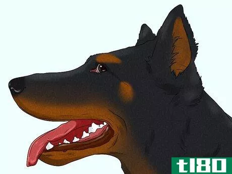 Image titled Identify a Beauceron Step 2