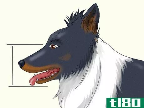 Image titled Identify a Border Collie Step 4