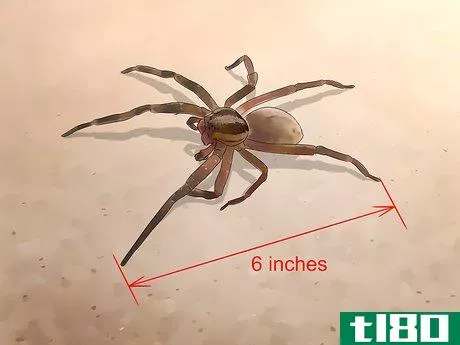 Image titled Identify a Brazilian Wandering Spider Step 1