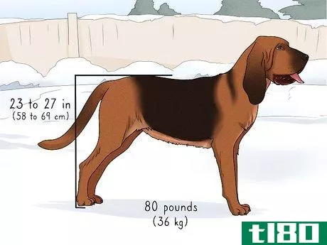 Image titled Identify a Bloodhound Step 1