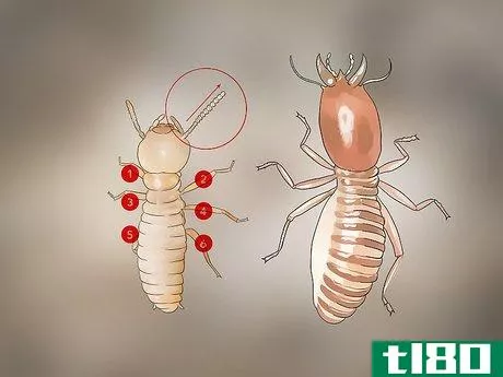 Image titled Identify Termite Larvae Step 1