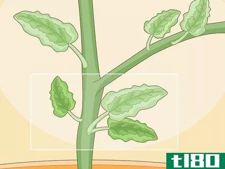 Image titled Identify Tomato Plant Diseases Step 10