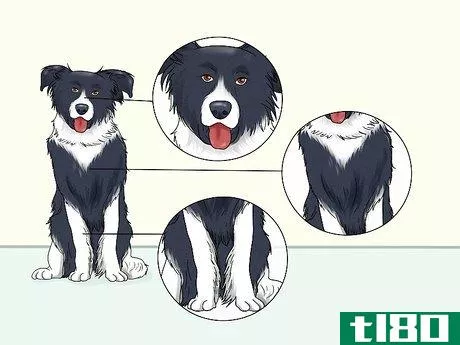 Image titled Identify a Border Collie Step 9