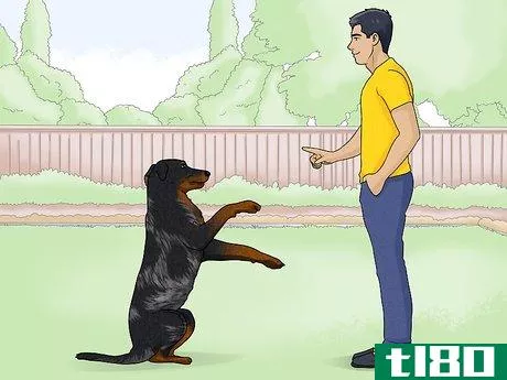 Image titled Identify a Beauceron Step 15