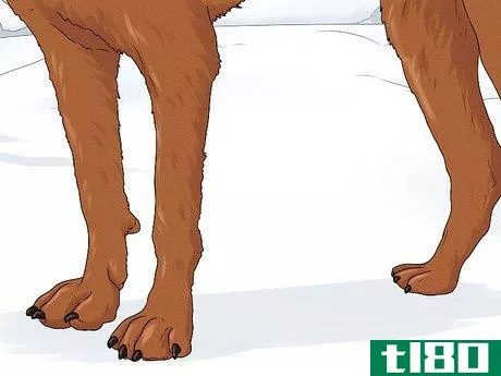 Image titled Identify a Bloodhound Step 7