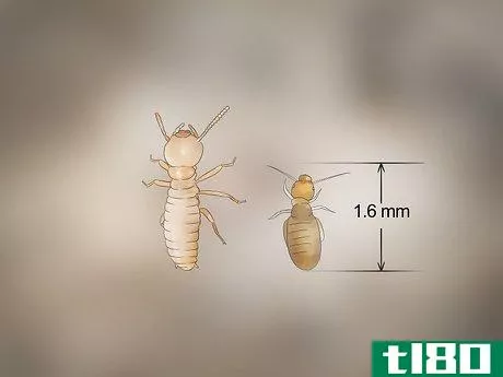 Image titled Identify Termite Larvae Step 10
