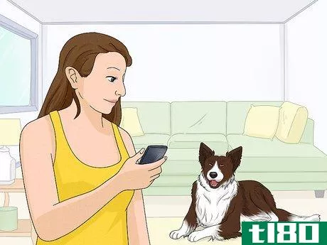 Image titled Identify a Border Collie Step 12