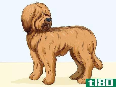 Image titled Identify a Briard Step 7