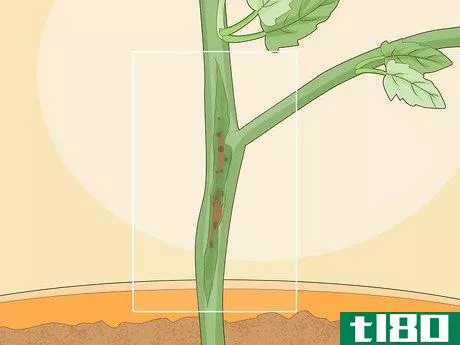 Image titled Identify Tomato Plant Diseases Step 11