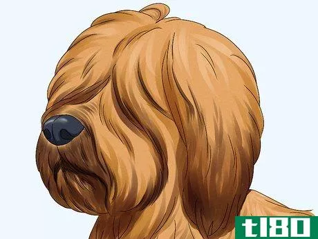 Image titled Identify a Briard Step 5