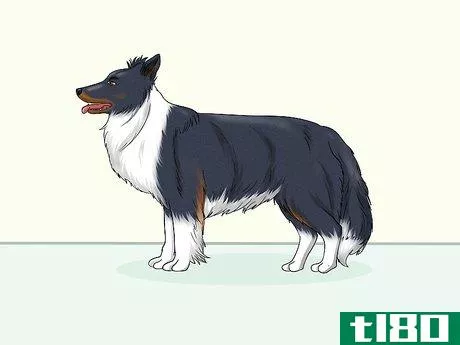 Image titled Identify a Border Collie Step 6