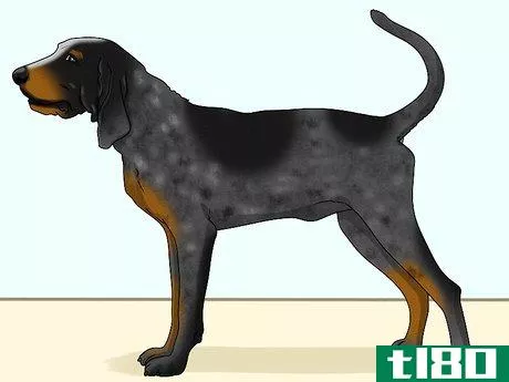 Image titled Identify a Bluetick Coonhound Step 8