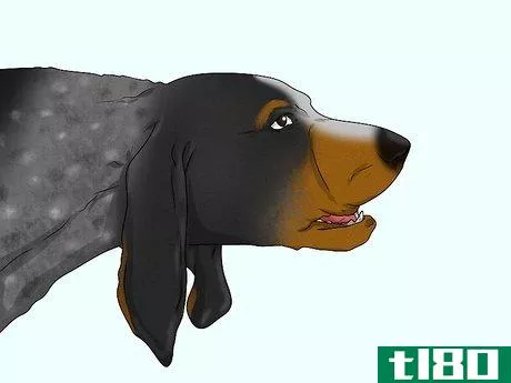 Image titled Identify a Bluetick Coonhound Step 15