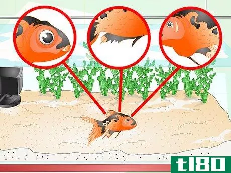 Image titled Identify Aquarium Fish Diseases Step 2