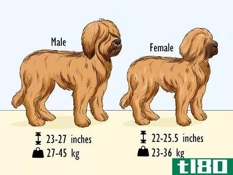 Image titled Identify a Briard Step 1
