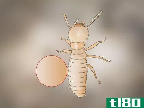 Image titled Identify Termite Larvae Step 2