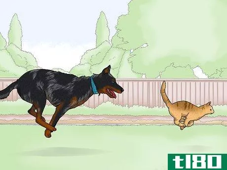 Image titled Identify a Beauceron Step 18
