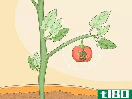Image titled Identify Tomato Plant Diseases Step 9
