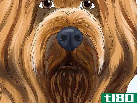 Image titled Identify a Briard Step 4