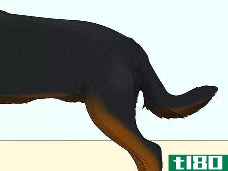 Image titled Identify a Beauceron Step 5