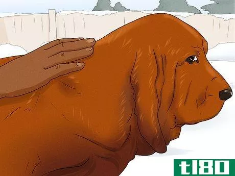 Image titled Identify a Bloodhound Step 10