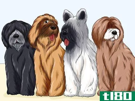 Image titled Identify a Briard Step 9
