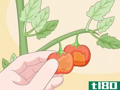Image titled Identify Tomato Plant Diseases Step 7